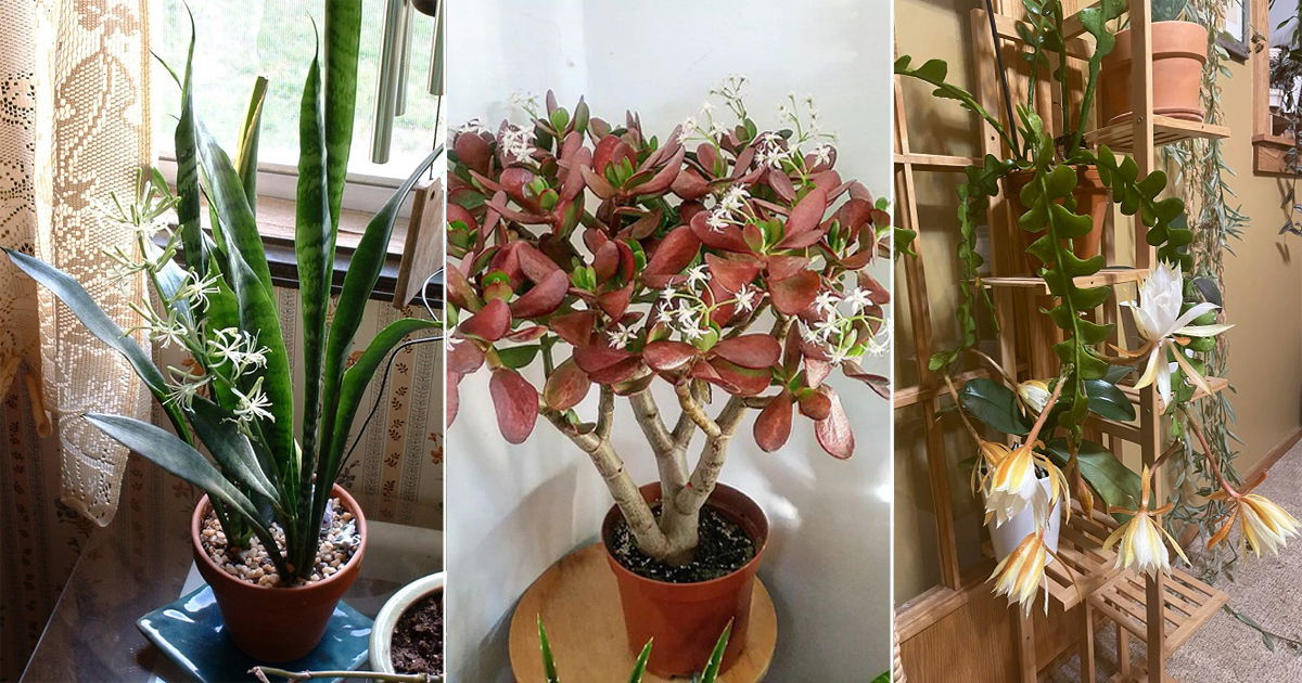 Best Rare Indoor Plants to Add to Your Collection