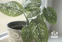 Tips for Growing Rare Indoor Plants Successfully