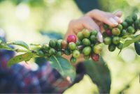 A Beginners Guide to Specialty Coffee Beans Unveiled