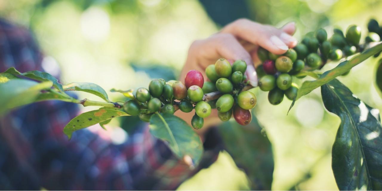 A Beginners Guide to Specialty Coffee Beans Unveiled