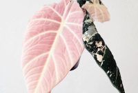 Where to Find Unique and Exotic Indoor Plants Made Easy