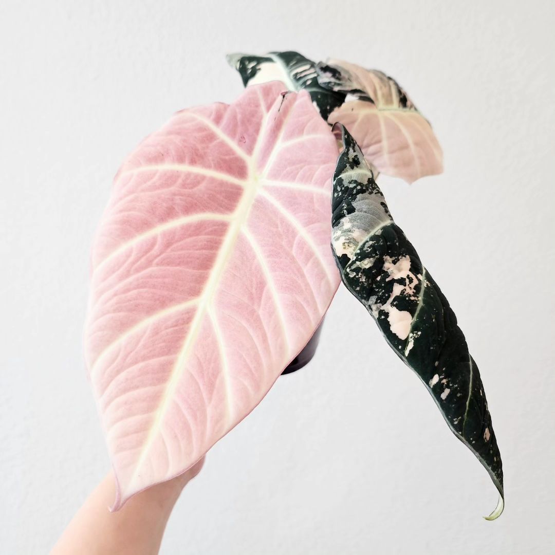 Where to Find Unique and Exotic Indoor Plants Made Easy