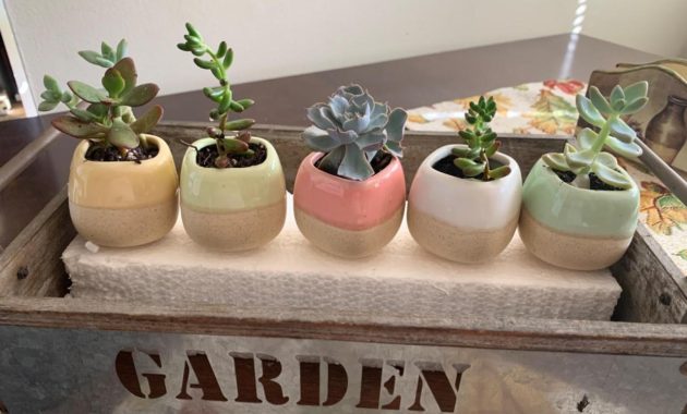 The Best Planters for Displaying Rare Indoor Plants